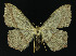  (Timandra - NHMO-DAR-10806)  @15 [ ] CreativeCommons - Attribution Non-Commercial Share-Alike (2016) Unspecified University of Oslo, Natural History Museum