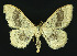  (Idaea aversata - NHMO-DAR-10843)  @14 [ ] CreativeCommons - Attribution Non-Commercial Share-Alike (2016) Unspecified University of Oslo, Natural History Museum