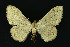  ( - NHMO-DAR-10844)  @13 [ ] CreativeCommons - Attribution Non-Commercial Share-Alike (2016) Unspecified University of Oslo, Natural History Museum