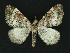  ( - NHMO-DAR-10887)  @14 [ ] CreativeCommons - Attribution Non-Commercial Share-Alike (2016) Unspecified University of Oslo, Natural History Museum