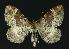  ( - NHMO-DAR-10888)  @14 [ ] CreativeCommons - Attribution Non-Commercial Share-Alike (2016) Unspecified University of Oslo, Natural History Museum