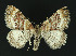  ( - NHMO-DAR-10890)  @14 [ ] CreativeCommons - Attribution Non-Commercial Share-Alike (2016) Unspecified University of Oslo, Natural History Museum