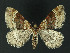  ( - NHMO-DAR-10891)  @14 [ ] CreativeCommons - Attribution Non-Commercial Share-Alike (2016) Unspecified University of Oslo, Natural History Museum