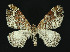  ( - NHMO-DAR-10892)  @14 [ ] CreativeCommons - Attribution Non-Commercial Share-Alike (2016) Unspecified University of Oslo, Natural History Museum