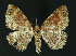  ( - NHMO-DAR-10897)  @14 [ ] CreativeCommons - Attribution Non-Commercial Share-Alike (2016) Unspecified University of Oslo, Natural History Museum
