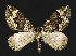  ( - NHMO-DAR-10935)  @14 [ ] CreativeCommons - Attribution Non-Commercial Share-Alike (2016) Unspecified University of Oslo, Natural History Museum