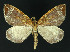  ( - NHMO-DAR-10947)  @13 [ ] CreativeCommons - Attribution Non-Commercial Share-Alike (2016) Unspecified University of Oslo, Natural History Museum