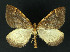  ( - NHMO-DAR-10948)  @13 [ ] CreativeCommons - Attribution Non-Commercial Share-Alike (2016) Unspecified University of Oslo, Natural History Museum