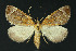  ( - NHMO-DAR-10949)  @13 [ ] CreativeCommons - Attribution Non-Commercial Share-Alike (2016) Unspecified University of Oslo, Natural History Museum