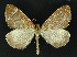  ( - NHMO-DAR-10950)  @13 [ ] CreativeCommons - Attribution Non-Commercial Share-Alike (2016) Unspecified University of Oslo, Natural History Museum