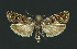  ( - NHMO-DAR-11001)  @11 [ ] CreativeCommons - Attribution Non-Commercial Share-Alike (2016) Unspecified University of Oslo, Natural History Museum