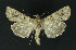 ( - NHMO-DAR-11014)  @13 [ ] CreativeCommons - Attribution Non-Commercial Share-Alike (2016) Unspecified University of Oslo, Natural History Museum