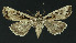  ( - NHMO-DAR-11016)  @13 [ ] CreativeCommons - Attribution Non-Commercial Share-Alike (2016) Unspecified University of Oslo, Natural History Museum