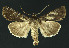  ( - NHMO-DAR-11017)  @13 [ ] CreativeCommons - Attribution Non-Commercial Share-Alike (2016) Unspecified University of Oslo, Natural History Museum