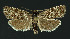  ( - NHMO-DAR-11036)  @11 [ ] CreativeCommons - Attribution Non-Commercial Share-Alike (2016) Unspecified University of Oslo, Natural History Museum