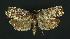  ( - NHMO-DAR-11037)  @11 [ ] CreativeCommons - Attribution Non-Commercial Share-Alike (2016) Unspecified University of Oslo, Natural History Museum
