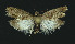  ( - NHMO-DAR-11077)  @13 [ ] CreativeCommons - Attribution Non-Commercial Share-Alike (2016) Unspecified University of Oslo, Natural History Museum