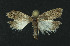  ( - NHMO-DAR-11079)  @12 [ ] CreativeCommons - Attribution Non-Commercial Share-Alike (2016) Unspecified University of Oslo, Natural History Museum