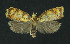  (Acleris bergmanniana - NHMO-DAR-11113)  @14 [ ] CreativeCommons - Attribution Non-Commercial Share-Alike (2016) Unspecified University of Oslo, Natural History Museum