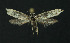  ( - NHMO-DAR-11217)  @13 [ ] CreativeCommons - Attribution Non-Commercial Share-Alike (2016) Unspecified University of Oslo, Natural History Museum