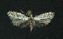  ( - NHMO-DAR-11230)  @13 [ ] CreativeCommons - Attribution Non-Commercial Share-Alike (2016) Unspecified University of Oslo, Natural History Museum