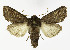  ( - NHMO-DAR-11259)  @15 [ ] CreativeCommons - Attribution Non-Commercial Share-Alike (2016) Unspecified University of Oslo, Natural History Museum