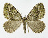  ( - NHMO-DAR-11275)  @13 [ ] CreativeCommons - Attribution Non-Commercial Share-Alike (2016) Unspecified University of Oslo, Natural History Museum