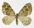  ( - NHMO-DAR-11276)  @13 [ ] CreativeCommons - Attribution Non-Commercial Share-Alike (2016) Unspecified University of Oslo, Natural History Museum