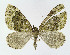  ( - NHMO-DAR-11277)  @13 [ ] CreativeCommons - Attribution Non-Commercial Share-Alike (2016) Unspecified University of Oslo, Natural History Museum