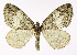  ( - NHMO-DAR-11283)  @14 [ ] CreativeCommons - Attribution Non-Commercial Share-Alike (2016) Unspecified University of Oslo, Natural History Museum