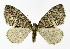  ( - NHMO-DAR-11284)  @14 [ ] CreativeCommons - Attribution Non-Commercial Share-Alike (2016) Unspecified University of Oslo, Natural History Museum