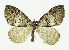  (Hydriomena impluviata - NHMO-DAR-11285)  @15 [ ] CreativeCommons - Attribution Non-Commercial Share-Alike (2016) Unspecified University of Oslo, Natural History Museum