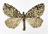  (Hydriomena ruberata - NHMO-DAR-11286)  @15 [ ] CreativeCommons - Attribution Non-Commercial Share-Alike (2016) Unspecified University of Oslo, Natural History Museum