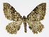  ( - NHMO-DAR-11304)  @14 [ ] CreativeCommons - Attribution Non-Commercial Share-Alike (2016) Unspecified University of Oslo, Natural History Museum