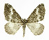  ( - NHMO-DAR-11318)  @14 [ ] CreativeCommons - Attribution Non-Commercial Share-Alike (2016) Unspecified University of Oslo, Natural History Museum
