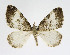  ( - NHMO-DAR-11319)  @13 [ ] CreativeCommons - Attribution Non-Commercial Share-Alike (2016) Unspecified University of Oslo, Natural History Museum