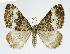  ( - NHMO-DAR-11321)  @14 [ ] CreativeCommons - Attribution Non-Commercial Share-Alike (2016) Unspecified University of Oslo, Natural History Museum