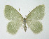  ( - NHMO-DAR-11362)  @13 [ ] CreativeCommons - Attribution Non-Commercial Share-Alike (2016) Unspecified University of Oslo, Natural History Museum
