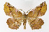  ( - NHMO-DAR-11391)  @14 [ ] CreativeCommons - Attribution Non-Commercial Share-Alike (2016) Unspecified University of Oslo, Natural History Museum
