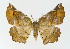  ( - NHMO-DAR-11392)  @14 [ ] CreativeCommons - Attribution Non-Commercial Share-Alike (2016) Unspecified University of Oslo, Natural History Museum