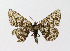  ( - NHMO-DAR-11451)  @11 [ ] CreativeCommons - Attribution Non-Commercial Share-Alike (2016) Unspecified University of Oslo, Natural History Museum
