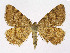  ( - NHMO-DAR-11453)  @13 [ ] CreativeCommons - Attribution Non-Commercial Share-Alike (2016) Unspecified University of Oslo, Natural History Museum