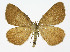  ( - NHMO-DAR-11454)  @13 [ ] CreativeCommons - Attribution Non-Commercial Share-Alike (2016) Unspecified University of Oslo, Natural History Museum
