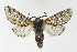 (Furcula furcula - NHMO-DAR-11790)  @15 [ ] CreativeCommons - Attribution Non-Commercial Share-Alike (2017) Unspecified University of Oslo, Natural History Museum