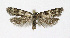  ( - NHMO-DAR-11820)  @13 [ ] CreativeCommons - Attribution Non-Commercial Share-Alike (2017) Unspecified University of Oslo, Natural History Museum