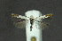  ( - NHMO-DAR-11841)  @13 [ ] CreativeCommons - Attribution Non-Commercial Share-Alike (2017) Unspecified University of Oslo, Natural History Museum
