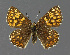  ( - NHMO-DAR-11897)  @14 [ ] CreativeCommons - Attribution Non-Commercial Share-Alike (2017) Unspecified University of Oslo, Natural History Museum