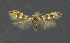  ( - NHMO-DAR-11966)  @12 [ ] CreativeCommons - Attribution Non-Commercial Share-Alike (2017) Unspecified University of Oslo, Natural History Museum