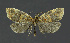  ( - NHMO-DAR-11984)  @13 [ ] CreativeCommons - Attribution Non-Commercial Share-Alike (2017) Unspecified University of Oslo, Natural History Museum