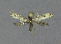  ( - NHMO-DAR-11987)  @13 [ ] CreativeCommons - Attribution Non-Commercial Share-Alike (2017) Unspecified University of Oslo, Natural History Museum